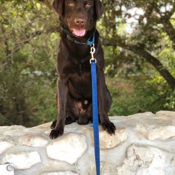 Dog Training Elite Denver - Pet Training Near Me