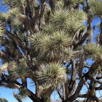 Joshua Tree National Forest - Landmarks & Historical Buildings Near Me - Congress, Arizona Joshua Tree National Forest - Landmarks & Historical Buildings Near Me - Congress, Arizona