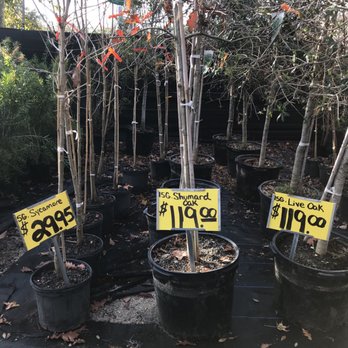 Pat's Nursery - Nurseries & Gardening Near Me - Fleming Island, Florida Pat's Nursery - Nurseries & Gardening Near Me - Fleming Island, Florida