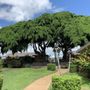 Photo of Poipu Shopping Village