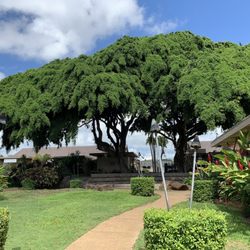 Poipu Shopping Village - 10/21/22 such a magnificent, tall & shady tree! Beautiful setting