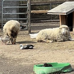 Makinajian Poultry Farm