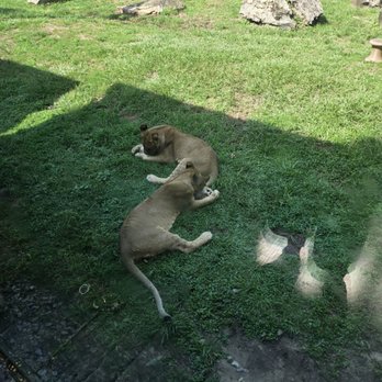 Audubon Zoo - Aquariums Near Me - New Orleans, Louisiana