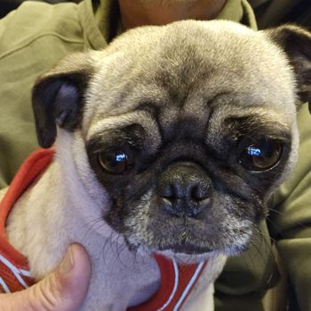 Pug Nation Rescue - Canyon is also waiting to have her leash put on. - Animal Shelters Near Me - Gardena, California
