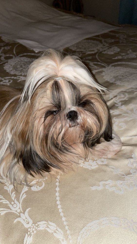 HAPPY PAWS DOG TRAINING LA 221 Photos & 81 Reviews Los Angeles