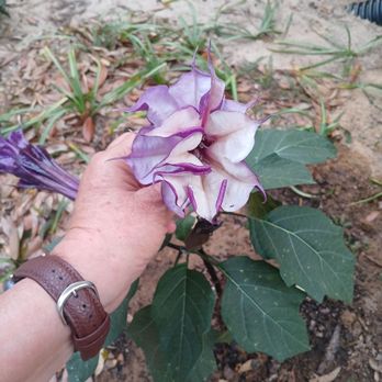 Lost Bay Gardens - Full blooming devil trumpet - Nurseries & Gardening Near Me - Pensacola, Florida Lost Bay Gardens - Full blooming devil trumpet - Nurseries & Gardening Near Me - Pensacola, Florida