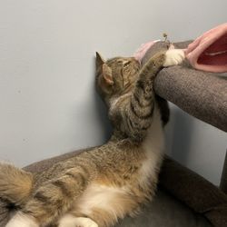 Scruffy’s Cafe - Gooby playful cat