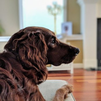 Smyth Irish Setters - Pets Near Me - Oconto, Wisconsin Smyth Irish Setters - Pets Near Me - Oconto, Wisconsin