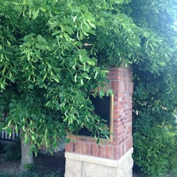 Overgrown trees, blocking sidewalk! Overgrown trees, blocking sidewalk!