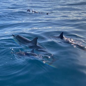 Blue Dolphin Charters - Dolphins, Na Pali Coast - Boating Near Me - Eleele, Hawaii Blue Dolphin Charters - Dolphins, Na Pali Coast - Boating Near Me - Eleele, Hawaii