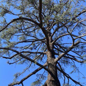 Kevin's Tree Service - Over trimmed tree - Tree Services Near Me - Bloomington, California