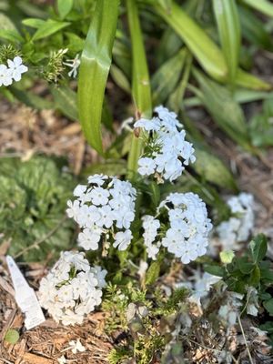Williamsburg Botanical Garden