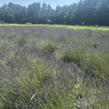 Shades of Lavender - lavender - Attraction Farms Near Me - Mattawan, Michigan Shades of Lavender - lavender - Attraction Farms Near Me - Mattawan, Michigan