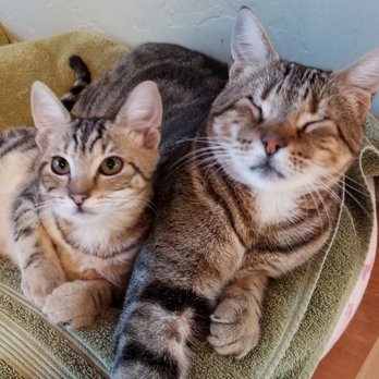 While They Happily Wait Pet Care - Tiger and foster kitten - Pet Sitting Near Me