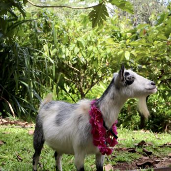 21 Degrees Estate - Tours Near Me - Kaneohe, Hawaii