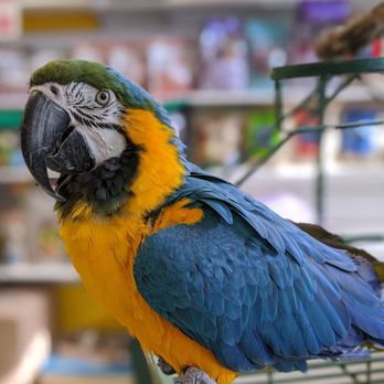 For the Birds by Robin Hawk - Pet Stores Near Me - Las Vegas, Nevada For the Birds by Robin Hawk - Pet Stores Near Me - Las Vegas, Nevada