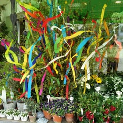 Gänseblümchen - Maibäume