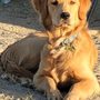 Photo of Golden Arrow Kennels