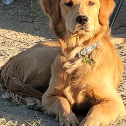 Golden Arrow Kennels - This Chance, she is doing great and so much fun. Thanks Barbara.