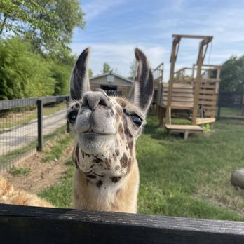 Tupelo Buffalo Park and Zoo - Hello Lama! - Zoos Near Me - Tupelo, Mississippi Tupelo Buffalo Park and Zoo - Hello Lama! - Zoos Near Me - Tupelo, Mississippi
