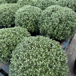 Phillips Produce - Mum! Orange, pink, purple, yellow, gold, bronze, white and red mums all available!