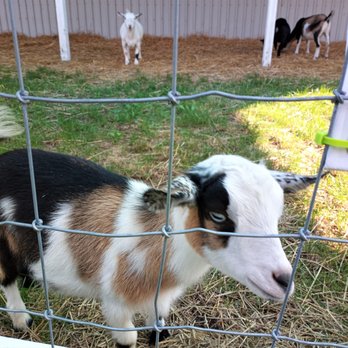 Small Talk Vineyards - goats on the premises for yoga class - Wineries Near Me - Niagara On the Lake, Ontario Small Talk Vineyards - goats on the premises for yoga class - Wineries Near Me - Niagara On the Lake, Ontario
