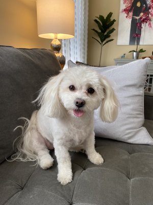 Furside East Atlanta Pet Grooming by null