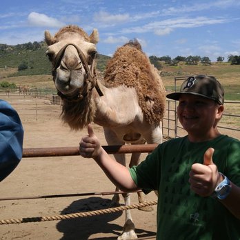 Oasis Camel Dairy - Attraction Farms Near Me - Ramona, California Oasis Camel Dairy - Attraction Farms Near Me - Ramona, California