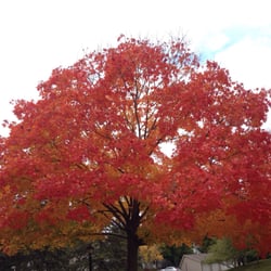 Heather Ridge Golf Course - Fall color @ Heatherridge Golf Course in Gurnee, IL