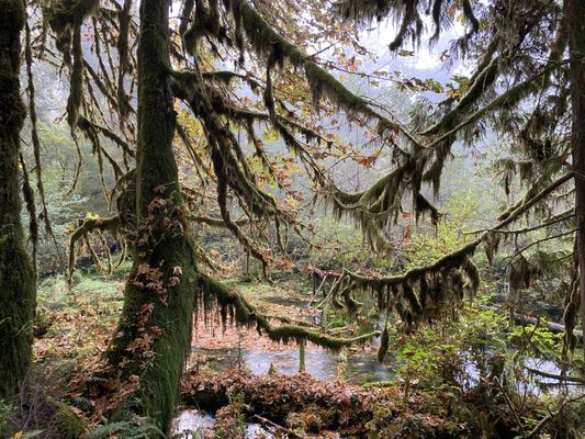 Hoh Rain Forest by null
