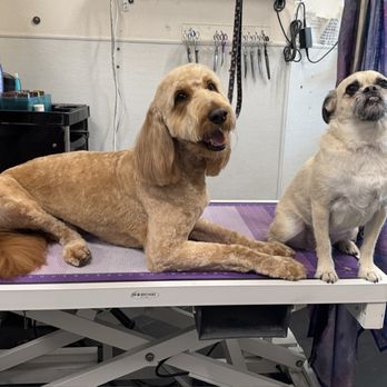 The Smiling Dog - Friends - Pet Groomers Near Me - Rocklin, California