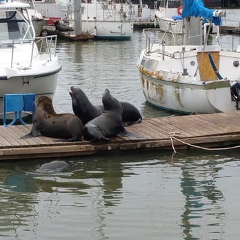 Moss Landing State Beach - Sea Lions take over the marina and docks - Beaches Near Me Moss Landing State Beach - Sea Lions take over the marina and docks - Beaches Near Me