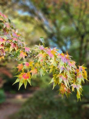 Washington Park Arboretum by null