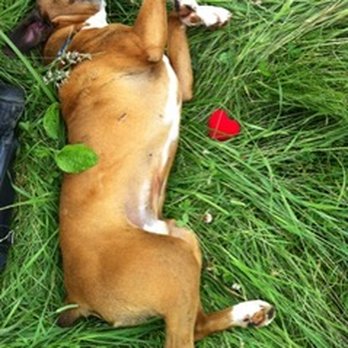 Pacific Dog Running Club - This is Tyson (a rescued Blind Boxer)...The one who started this all! Thank you, sweet boy!! Thanks to Pasado's Safe Haven, too. - Dog Walkers Near Me - Eugene, Oregon