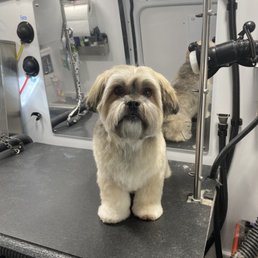 Grizz's haircut always looks so cute! Grizz's haircut always looks so cute!