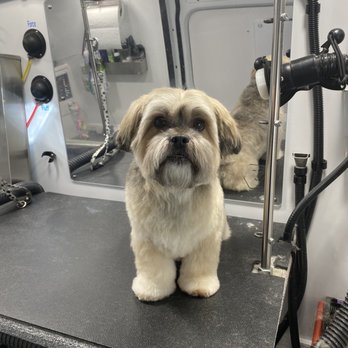 Four Pretty Paws Mobile Pet Spa - Grizz's haircut always looks so cute! - Pet Groomers Near Me Four Pretty Paws Mobile Pet Spa - Grizz's haircut always looks so cute! - Pet Groomers Near Me
