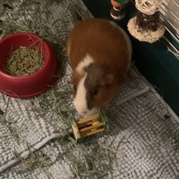 PetSmart - Pet Training Near Me - Warminster, Pennsylvania