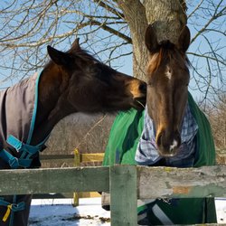 Babcock Hill Horses Naturally