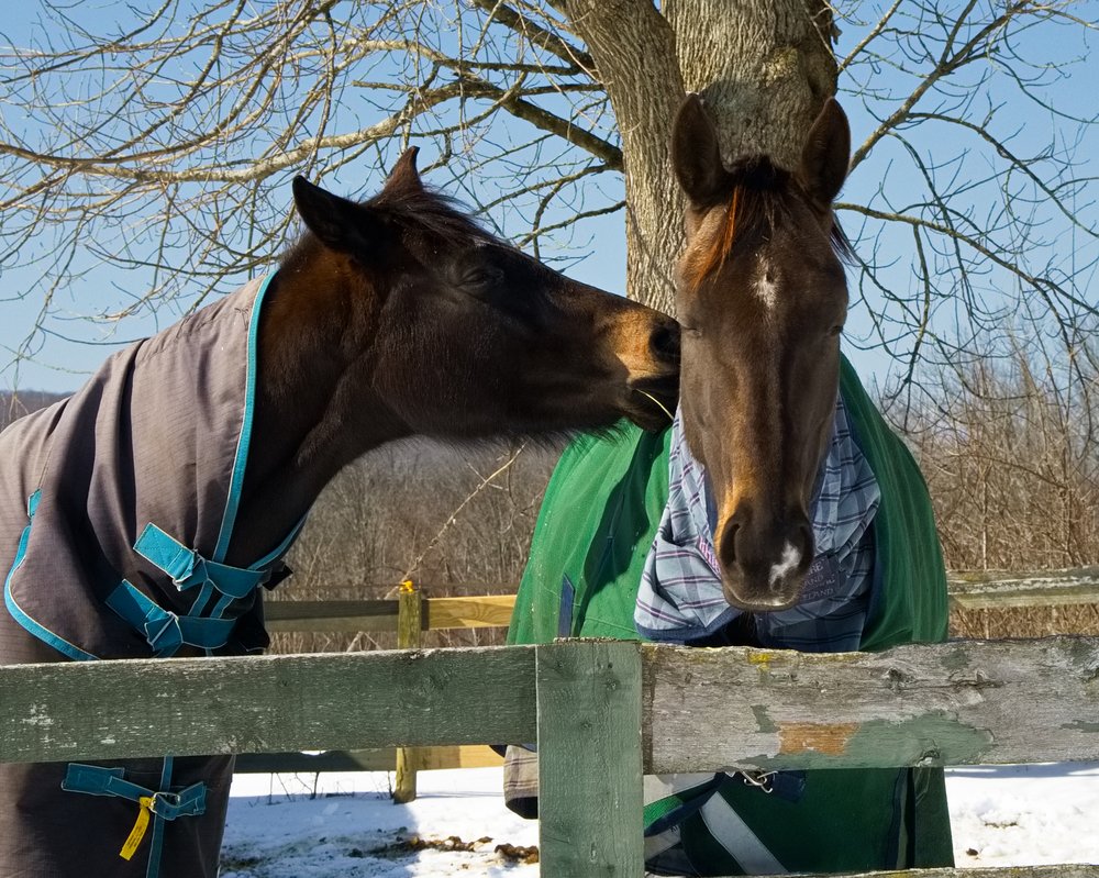 BABCOCK HILL HORSES NATURALLY 42 Photos 577 Babcock Hill Rd