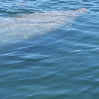 Aquavision Manatee Tours - Manatee needed a breath, they are so friendly - Tours Near Me - Crystal River, Florida Aquavision Manatee Tours - Manatee needed a breath, they are so friendly - Tours Near Me - Crystal River, Florida
