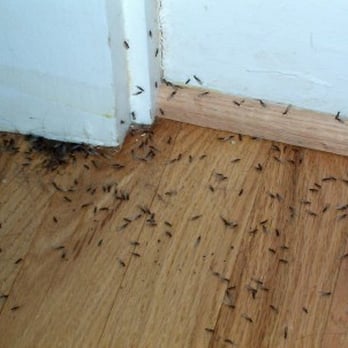 Dave's Pest Control - Pest Control Near Me - Sturbridge, Massachusetts Dave's Pest Control - Pest Control Near Me - Sturbridge, Massachusetts