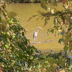 Colonel Francis Beatty Park - Heron - Francis Beatty Park October 22, 2023