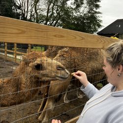 Animal EDventure Park & Safari - Camel