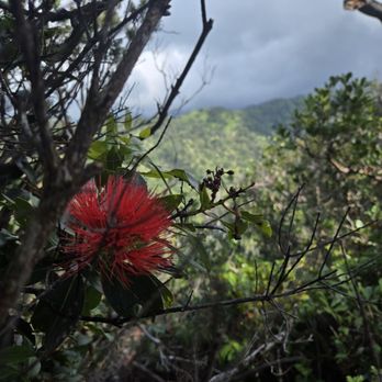 Aiea Loop Trail - Hiking Near Me - Aiea, Hawaii