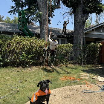 Trinity Tree Experts - Tree Services Near Me - Alvarado, Texas