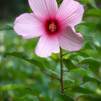 Blue Lotus Water Garden - Hibiscus Flower - Parks Near Me - Yarra Junction, VIC