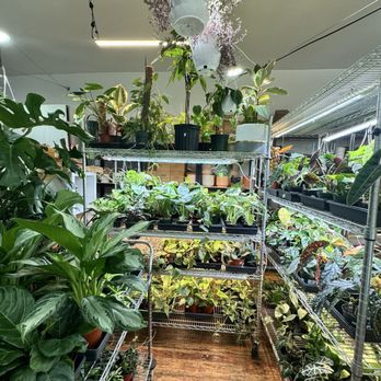 Ed’s Plant Shop - Nurseries & Gardening Near Me - Brooklyn, New York Ed’s Plant Shop - Nurseries & Gardening Near Me - Brooklyn, New York