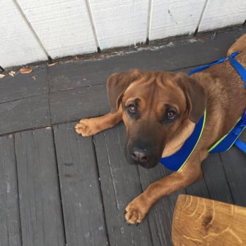 Froggies - Best friends are allowed at Froggies! - Barbeque Near Me - Virginia Beach, Virginia