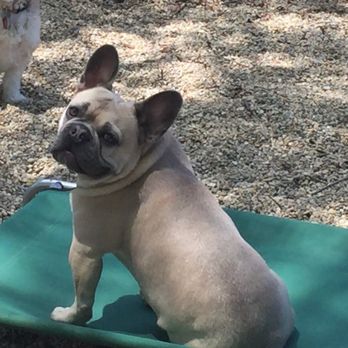 Countryside Animal Clinic - Veterinarians Near Me - Northbrook, Illinois Countryside Animal Clinic - Veterinarians Near Me - Northbrook, Illinois