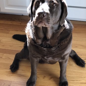 The Barking Dog - Exeter - Pet Training Near Me - Exeter, New Hampshire